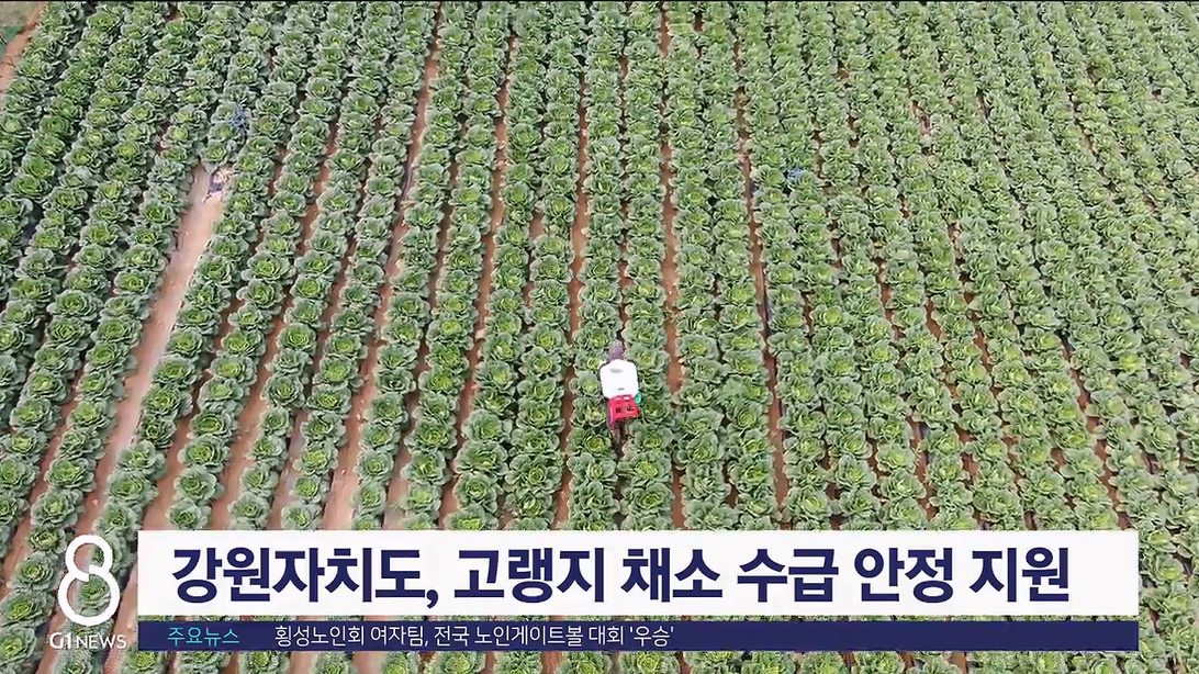 강원자치도, 고랭지 채소 수급 안정 지원