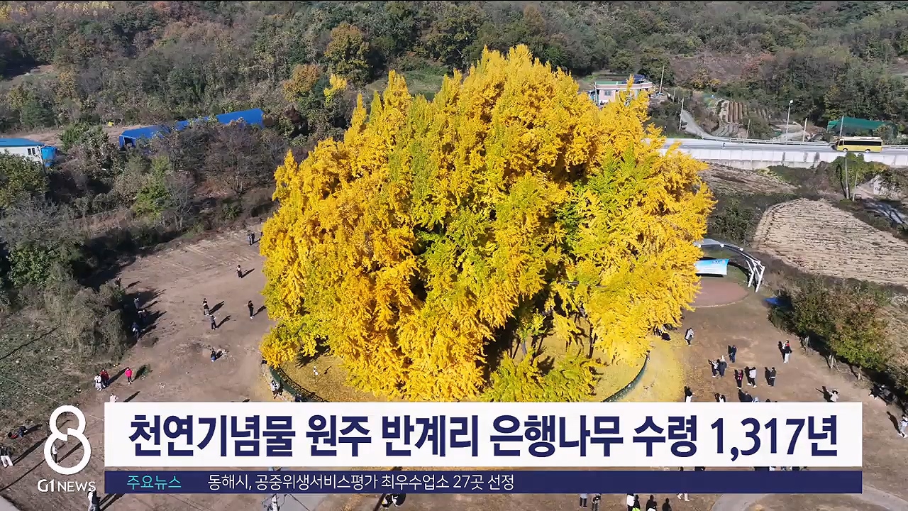 천연기념물 원주 반계리 은행나무 수령 1,317년