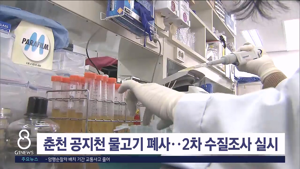 춘천 공지천 물고기 폐사..2차 수질조사 실시